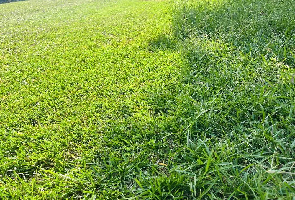 Local yard maintenance for beautiful yards in Kiln, MS by Boone’s Lawn & Landscaping