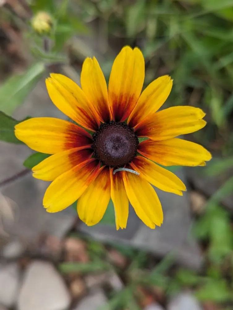 Custom landscape installation for homes in Moravia, NY by BooRadleys Garden