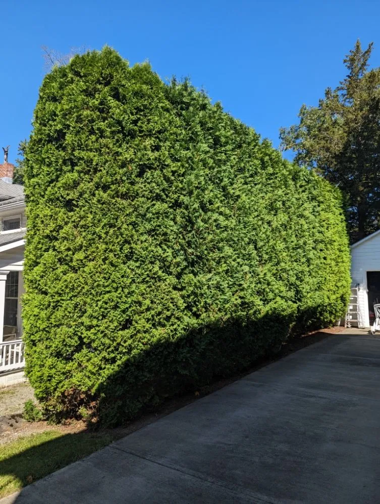 Expert lawn mowing service experts serving Moravia, NY - BooRadleys Garden