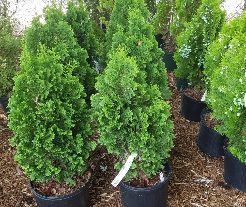 Reliable yard cleanup service near you in Kilmarnock, VA by Booth's Landscaping