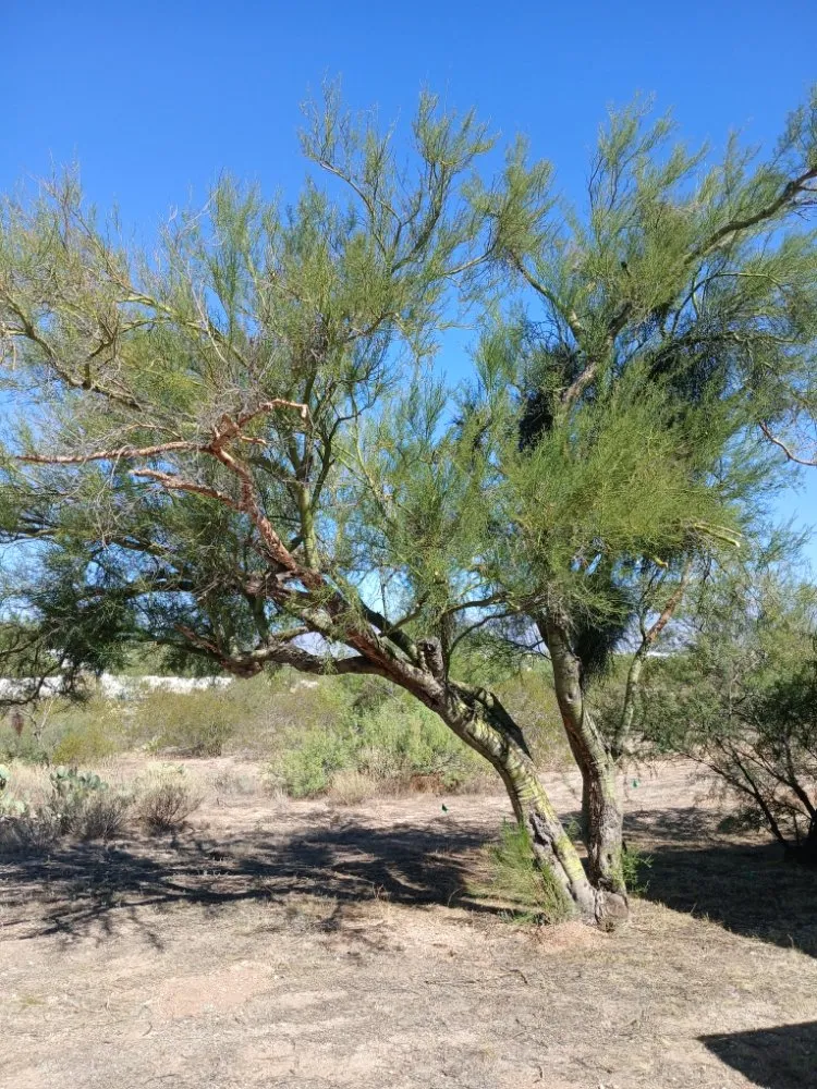 Custom yard maintenance in Tucson, AZ by Boots and Truck