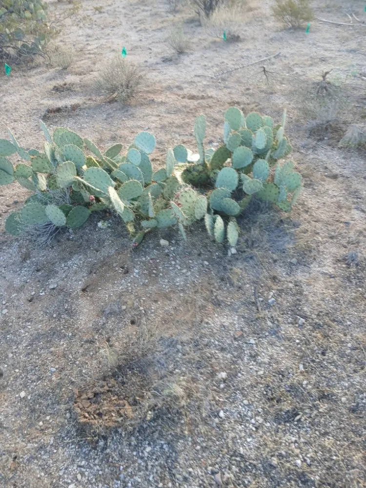 Trusted landscape design for beautiful yards across Tucson, AZ - Boots and Truck