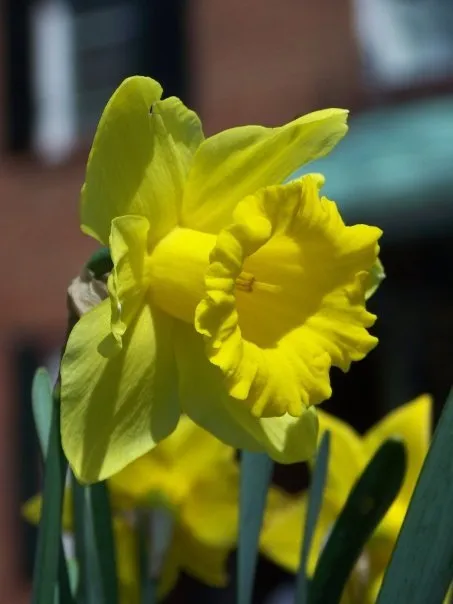 Reliable landscape installation for year-round maintenance in Saint Louis, MO by Bopp Landscape Contracting