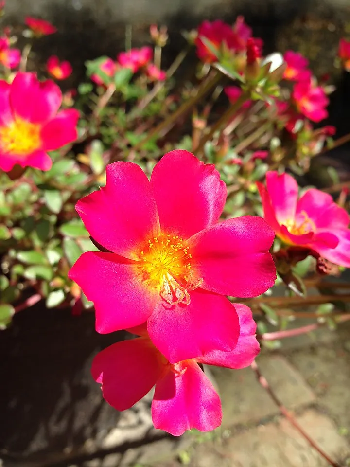 Professional landscape design experts serving Saint Louis, MO - Bopp Landscape Contracting