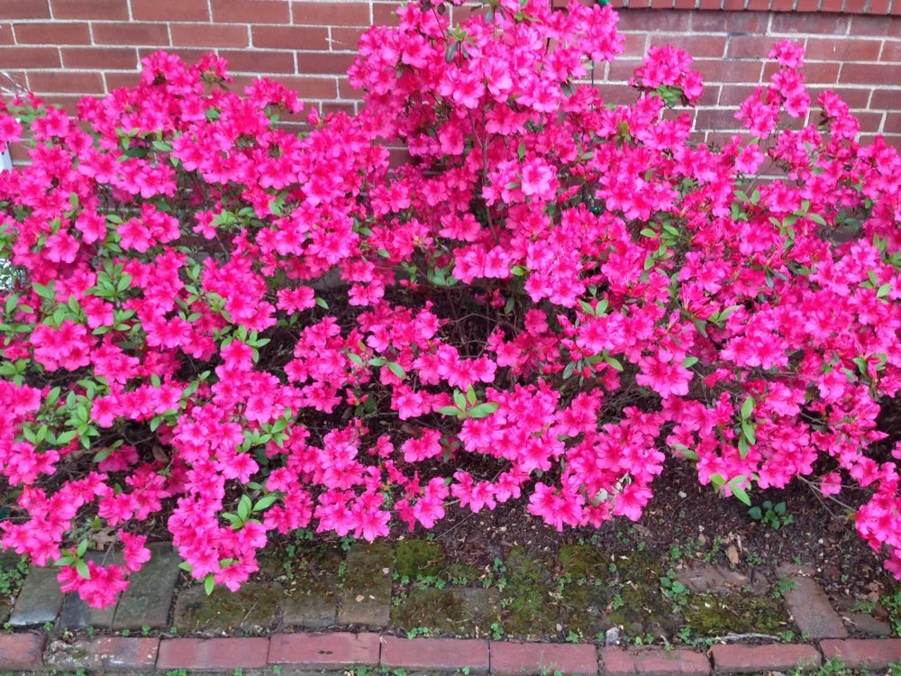 Affordable yard cleanup service experts serving Saint Louis, MO - Bopp Landscape Contracting