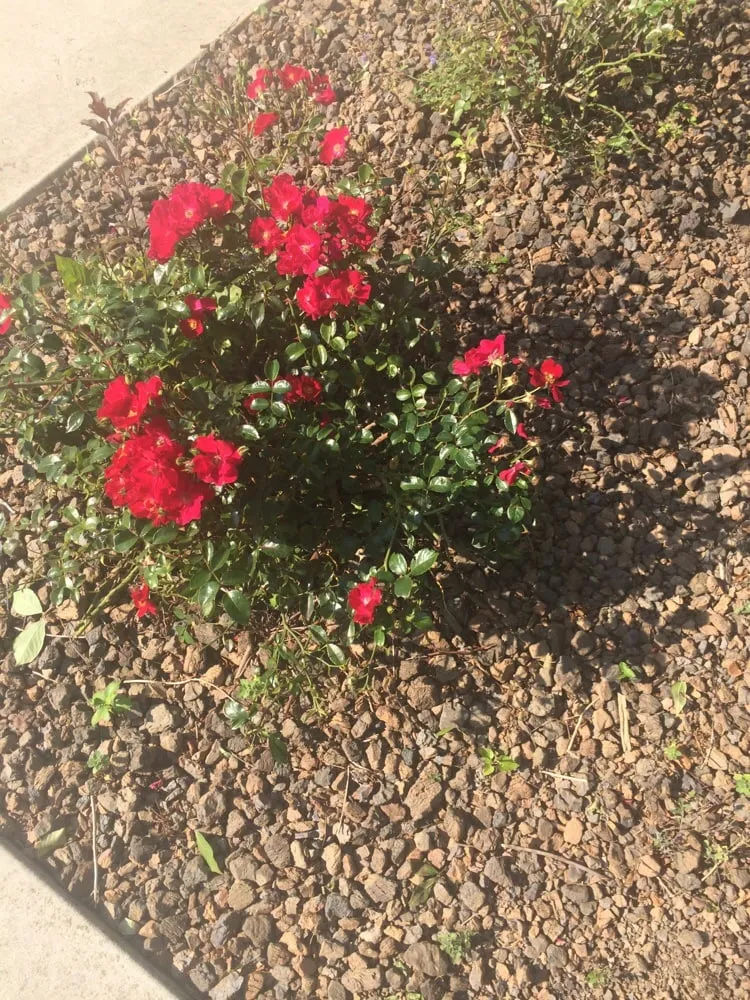 Custom garden landscaping near you in Midlothian, IL by Borden Landscaping