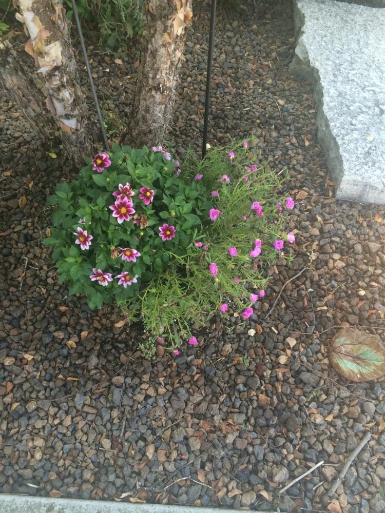 Custom residential landscaping for year-round maintenance in Midlothian, IL by Borden Landscaping