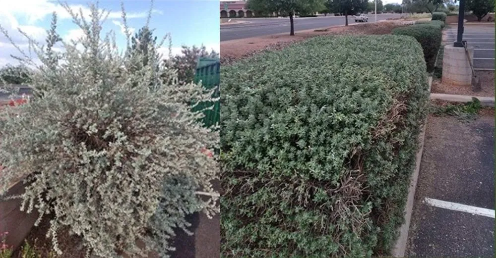 Trusted landscape design experts serving Bisbee, AZ - Border Grounds Keeping