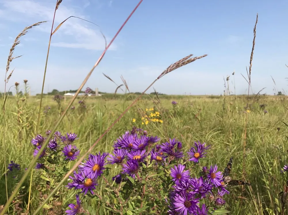 Affordable yard cleanup service experts serving Esko, MN - Boreal Natives