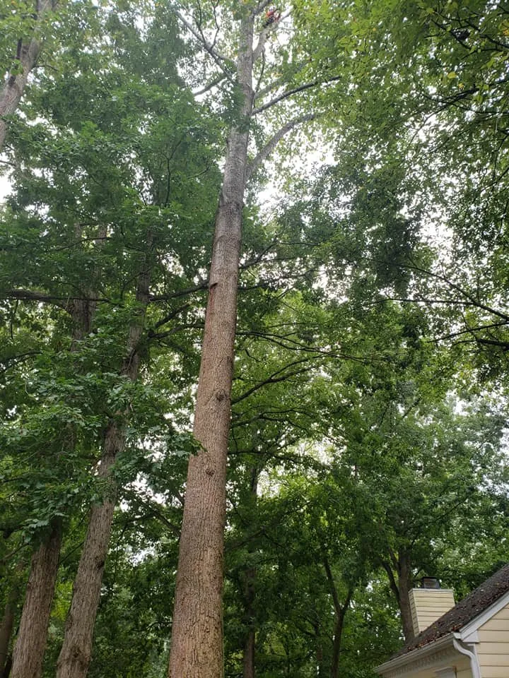 Reliable outdoor landscaping in Wendell, NC - Bori Tree & Lawn