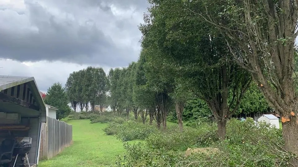 Trusted residential landscaping experts serving Wendell, NC - Bori Tree & Lawn