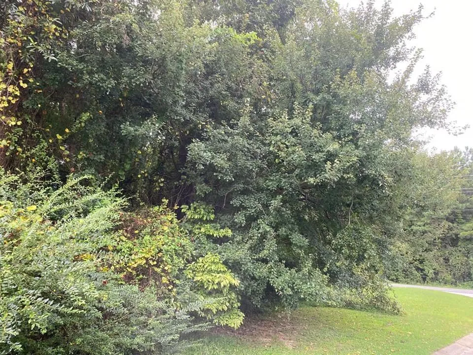 Local residential landscaping experts serving Wendell, NC - Bori Tree & Lawn