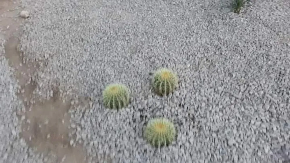 Trusted yard cleanup service experts serving Tucson, AZ - Born Again Landscaping