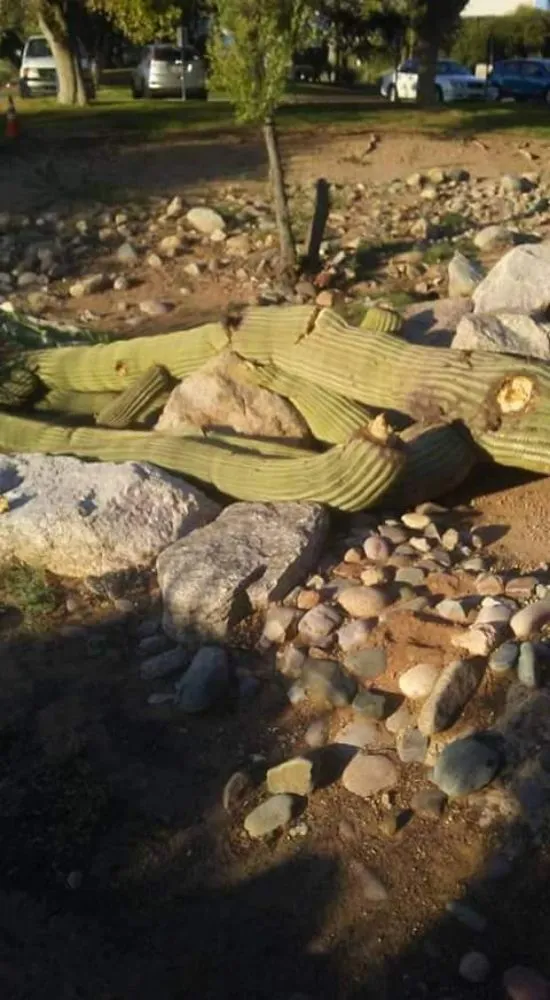 Expert landscape installation near you in Tucson, AZ by Born Again Landscaping