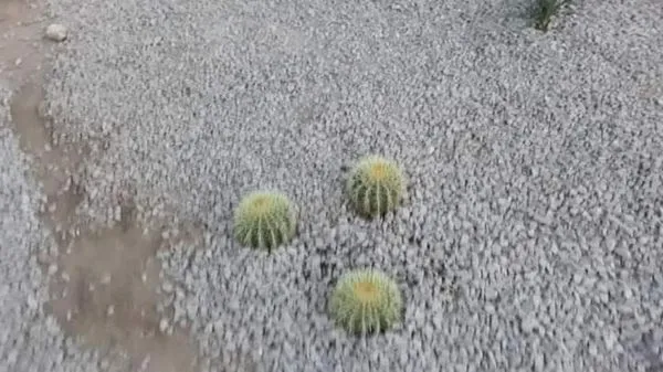 Born Again Landscaping Logo