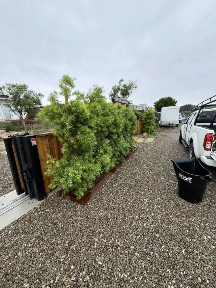 Reliable outdoor landscaping for year-round maintenance across San Rafael, CA - Born Again Outdoor Services