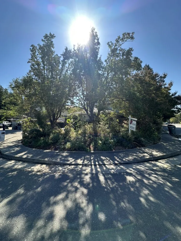 Top-rated landscaping services near you in San Rafael, CA by Born Again Outdoor Services