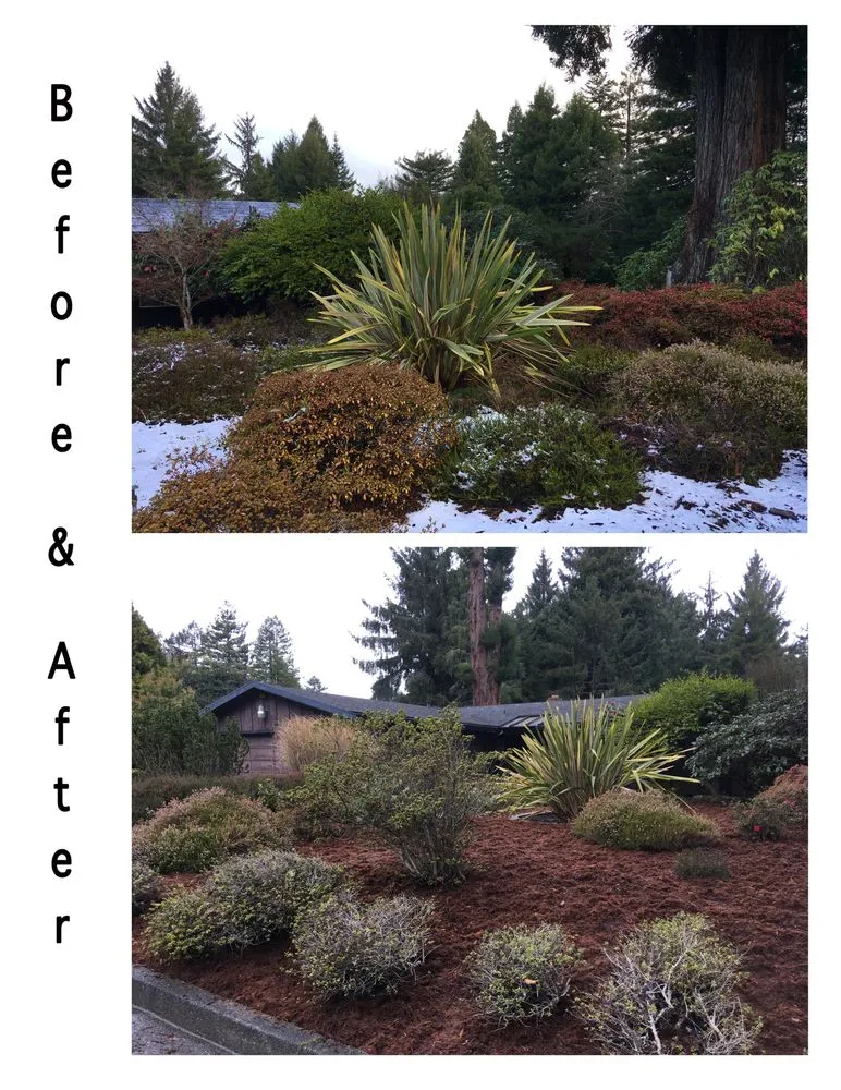 Custom yard cleanup service experts serving Eureka, CA - Born to Dig Landscaping Collective