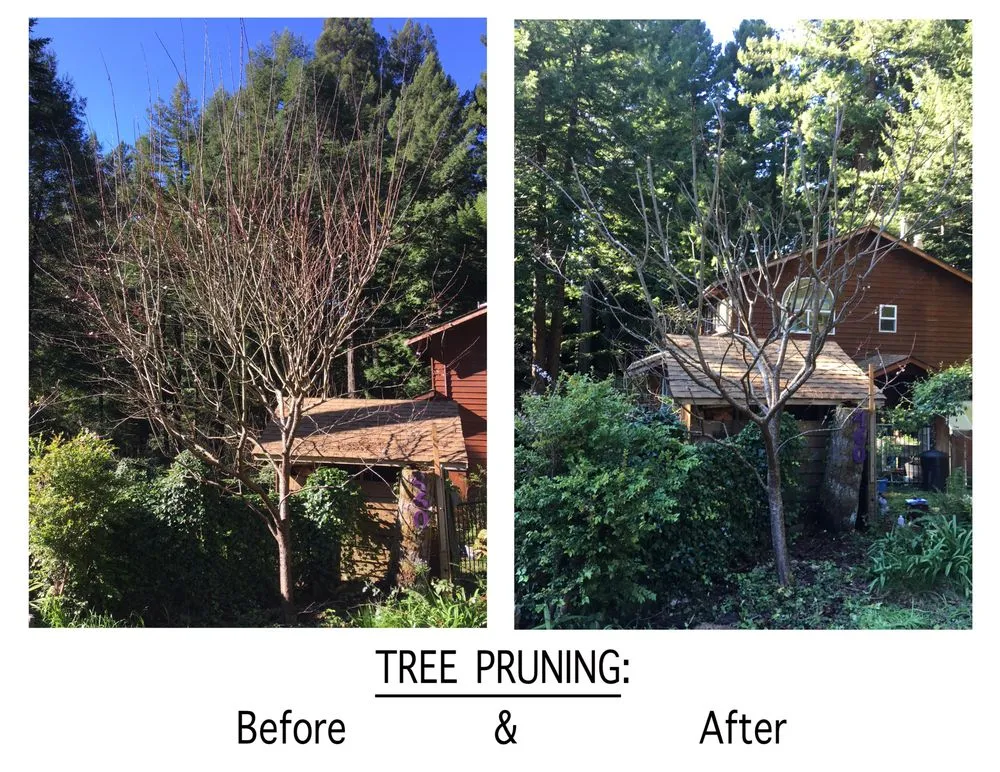 Trusted residential landscaping near you in Eureka, CA by Born to Dig Landscaping Collective