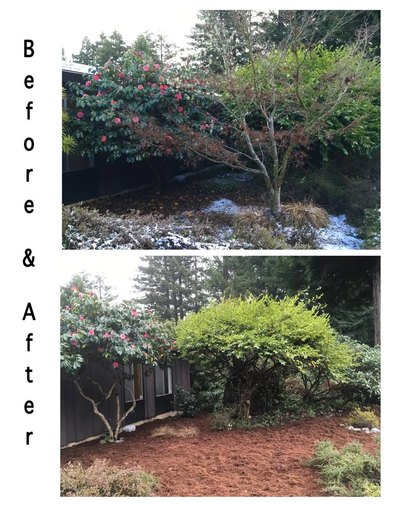 Affordable landscape installation in Eureka, CA - Born to Dig Landscaping Collective