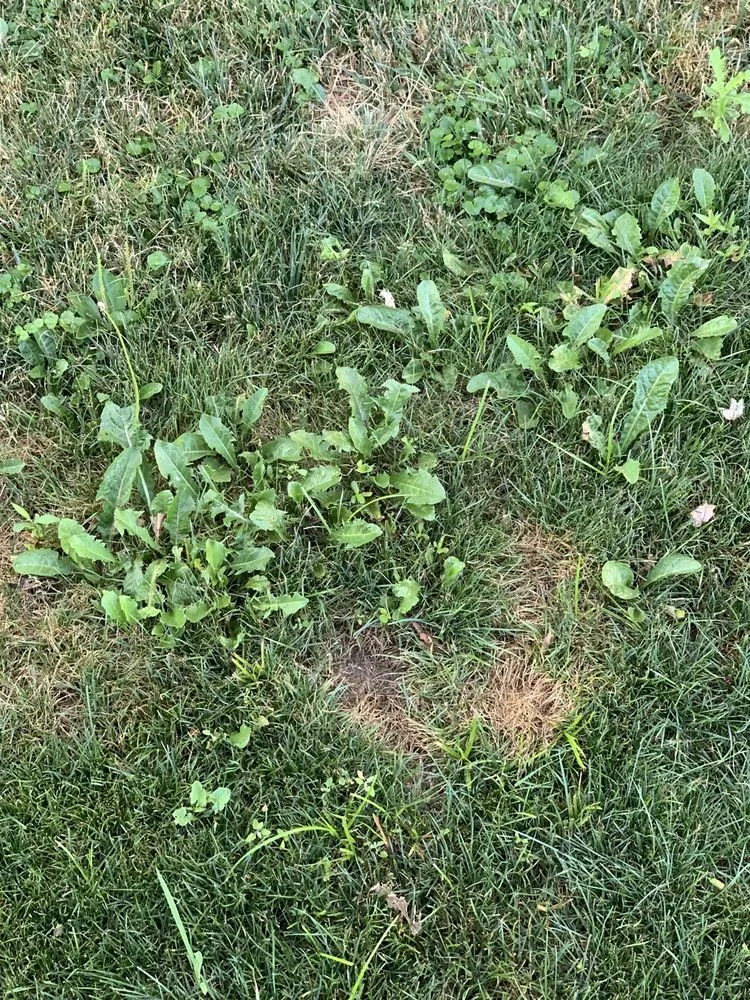 Top-rated landscape installation in Amherst, OH by Born's Landscape & Lawn Care