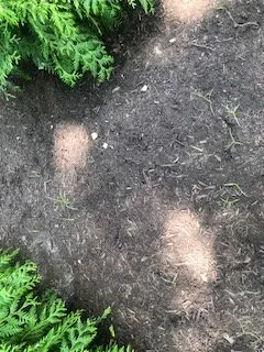 Local residential landscaping in Hockessin, DE by Borsello Landscaping