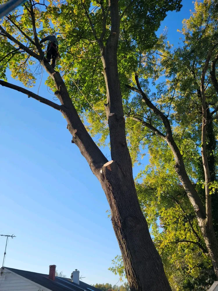 Local garden landscaping for homes in Knoxville, MD by Bo's Landscaping and Stump Removal