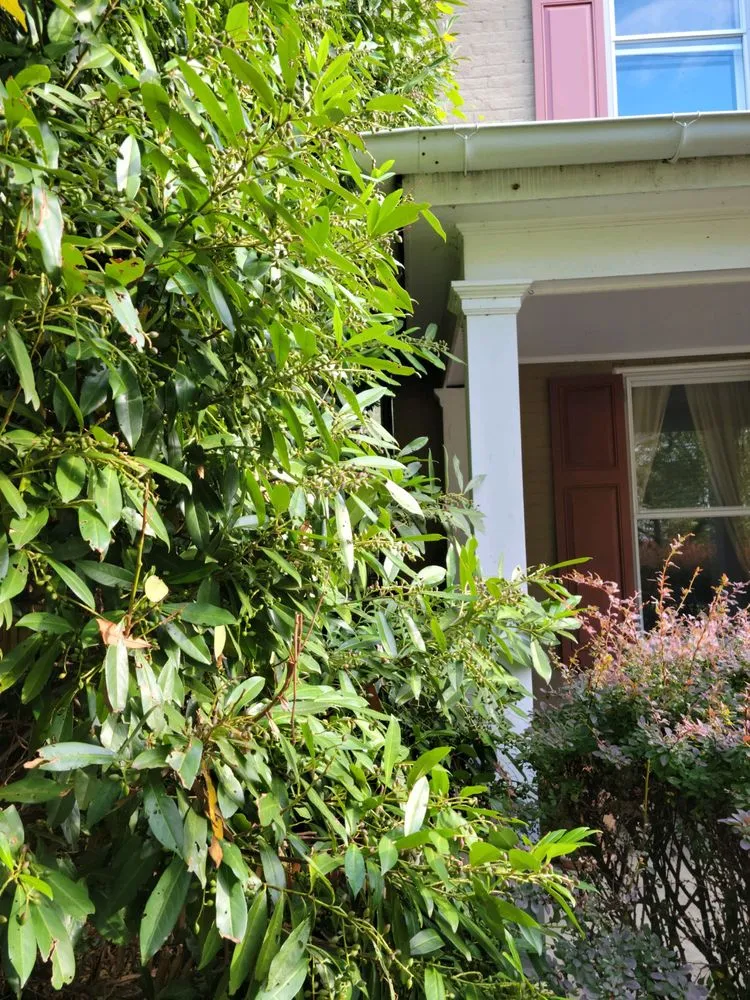Expert lawn care service for outdoor upgrades across Knoxville, MD - Bo's Landscaping and Stump Removal