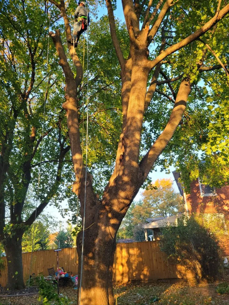 Local yard maintenance in Knoxville, MD - Bo's Landscaping and Stump Removal
