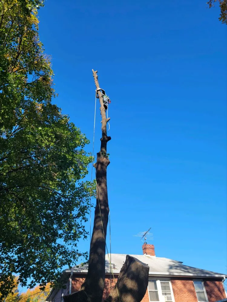 Expert yard cleanup service for year-round maintenance across Knoxville, MD - Bo's Landscaping and Stump Removal