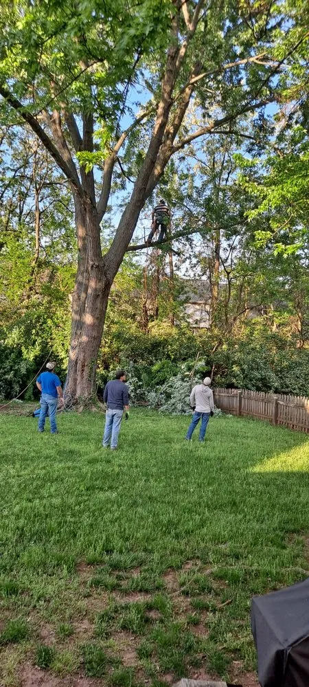 Affordable yard cleanup service in Knoxville, MD - Bo's Landscaping and Stump Removal