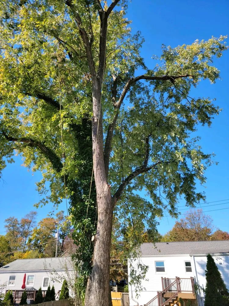 Trusted outdoor landscaping experts serving Knoxville, MD - Bo's Landscaping and Stump Removal
