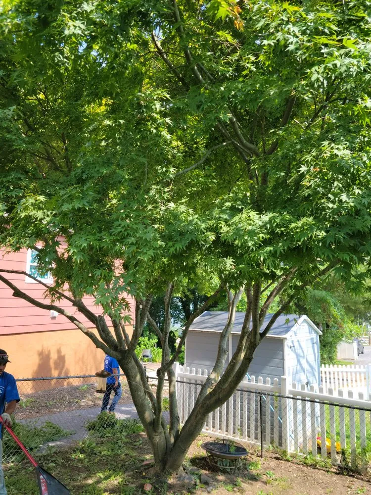 Expert yard cleanup service in Knoxville, MD - Bo's Landscaping and Stump Removal