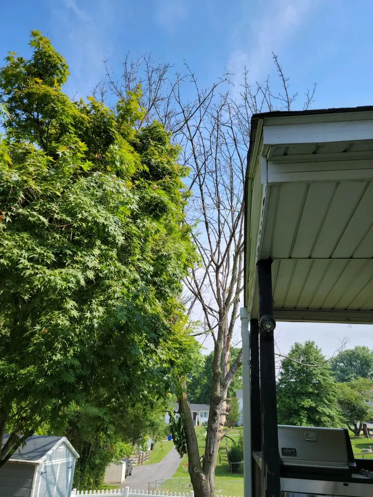 Custom garden landscaping for homes across Knoxville, MD - Bo's Landscaping and Stump Removal