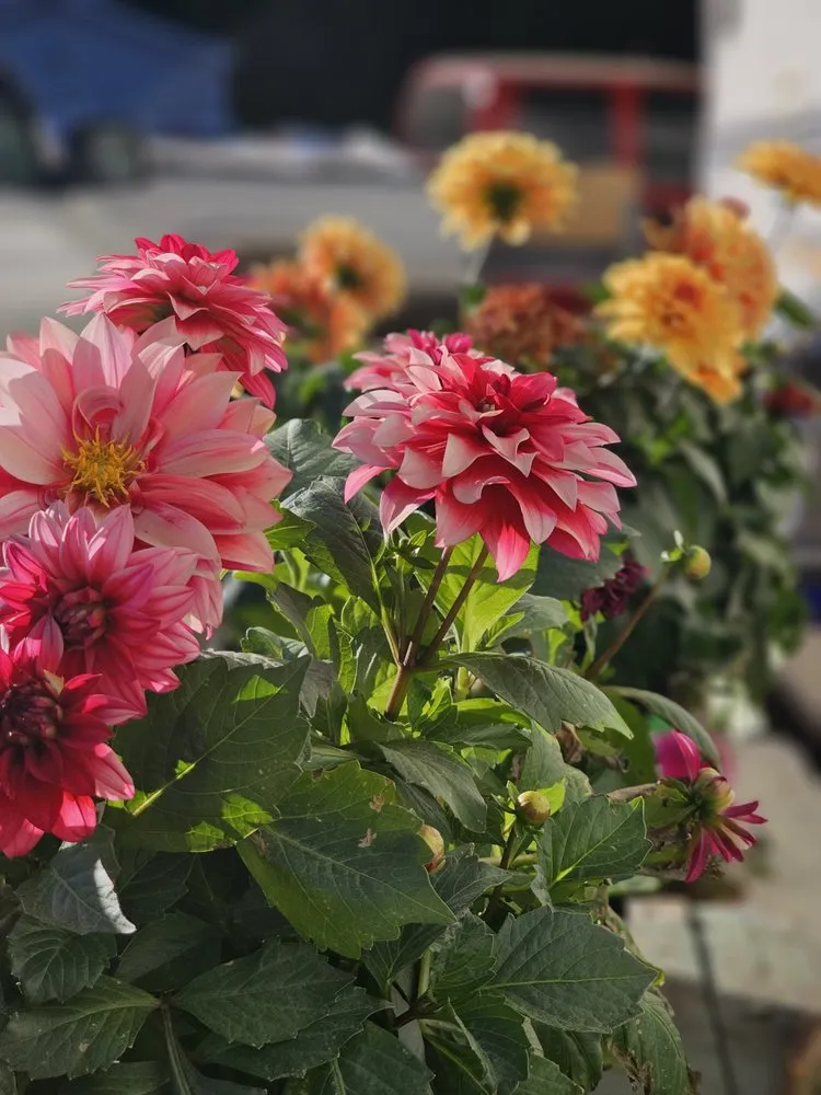 Professional outdoor landscaping experts serving center Barnstead, NH - BOS Property Solutions