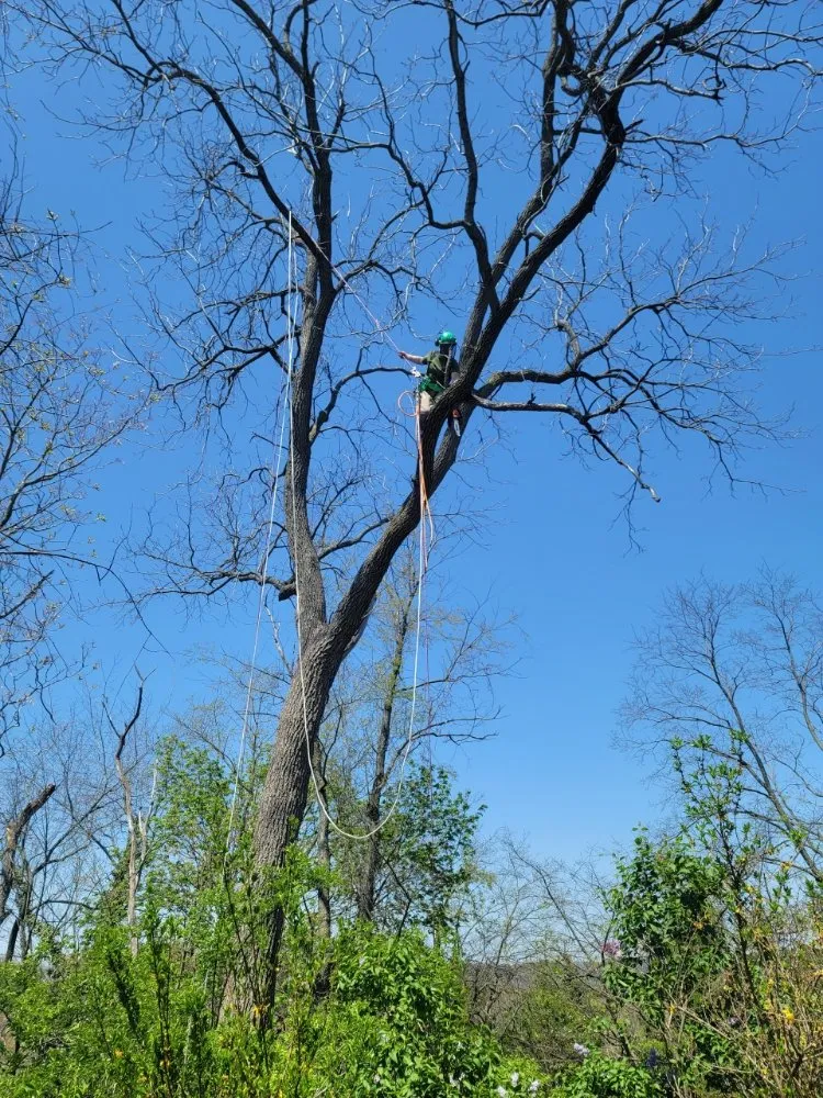 Trusted landscape design for homes across Pittsburgh, PA - Boscage Tree Service