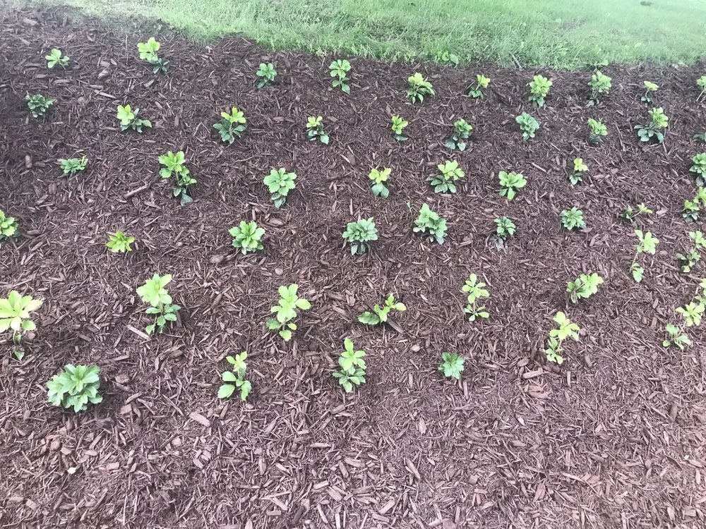 Expert landscaping services near you across McKees Rocks, PA - Bosetti Lawn Care