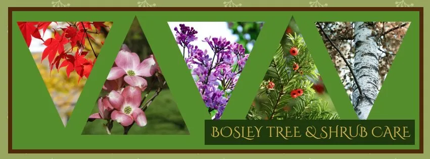 Top-rated landscape design in Groveland, MA - Bosley Tree and Shrub Care