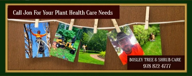 Top-rated yard maintenance in Groveland, MA by Bosley Tree and Shrub Care