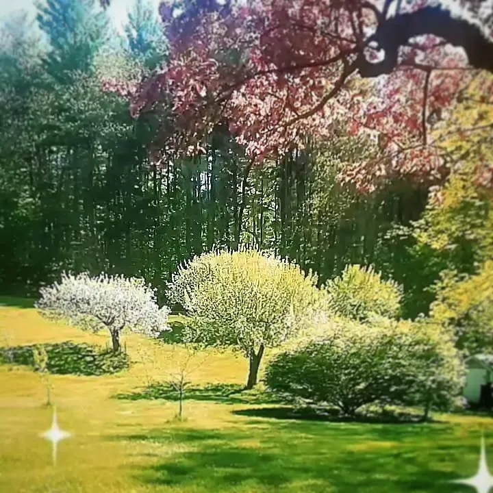 Reliable landscape installation for homes across Groveland, MA - Bosley Tree and Shrub Care