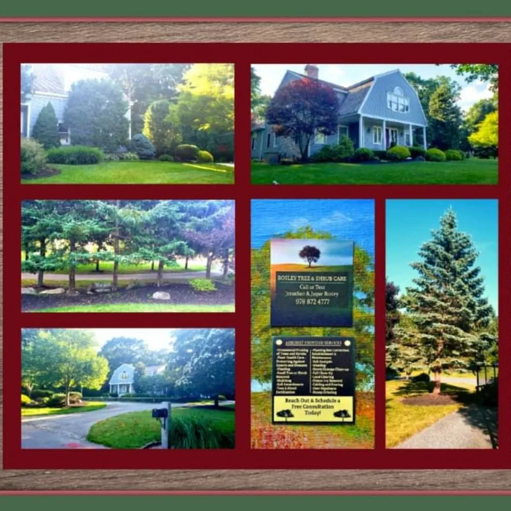 Affordable lawn care service in Groveland, MA - Bosley Tree and Shrub Care
