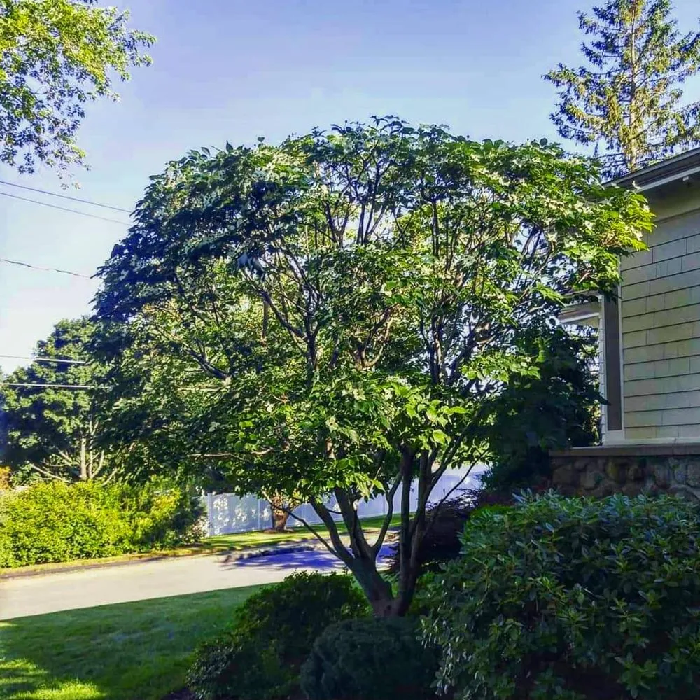 Local garden landscaping near you across Groveland, MA - Bosley Tree and Shrub Care