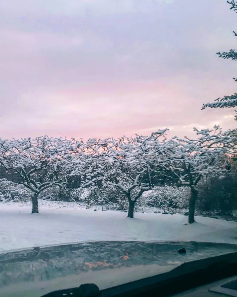 Professional lawn care service for residential properties across Groveland, MA - Bosley Tree and Shrub Care