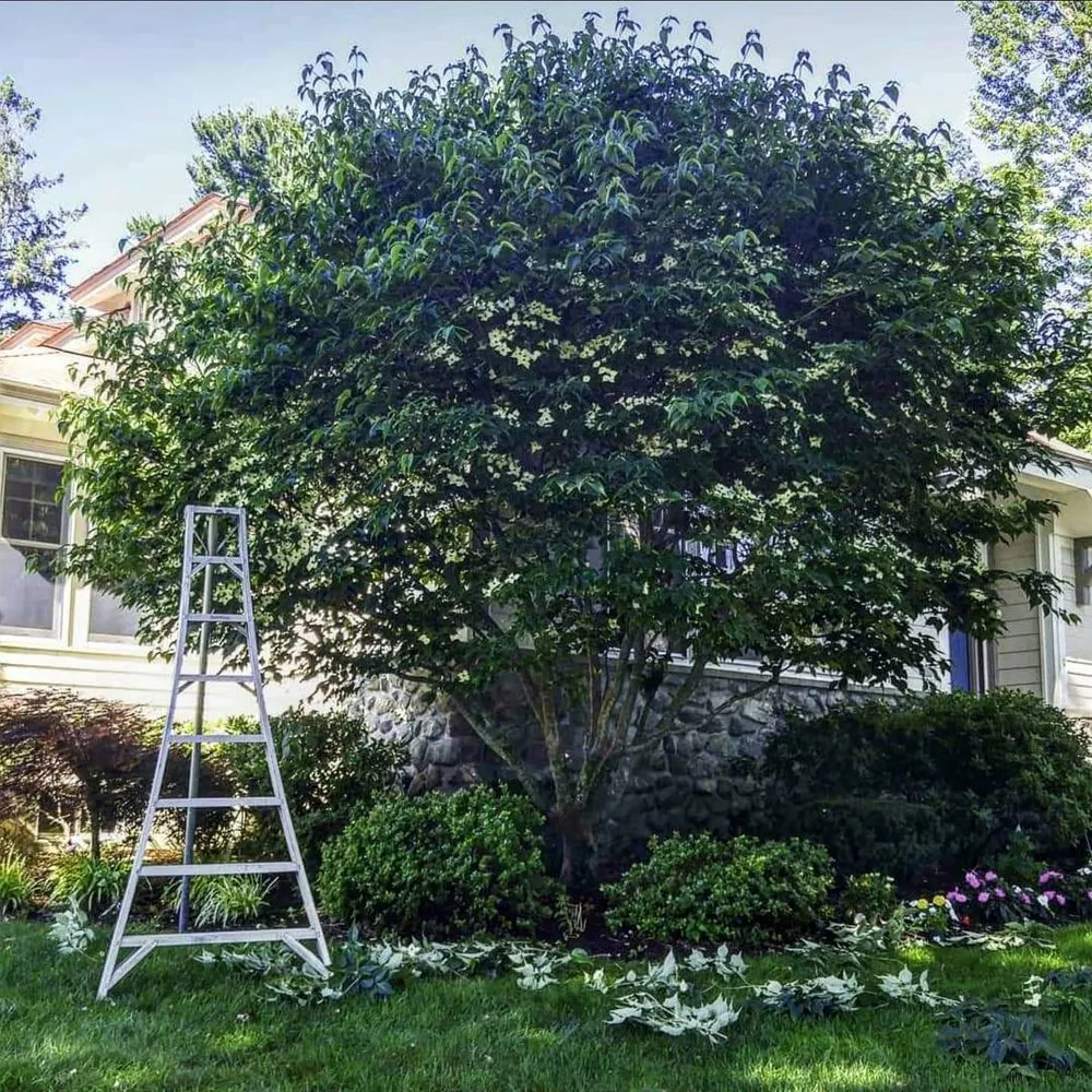 Reliable landscaping services for outdoor upgrades in Groveland, MA by Bosley Tree and Shrub Care