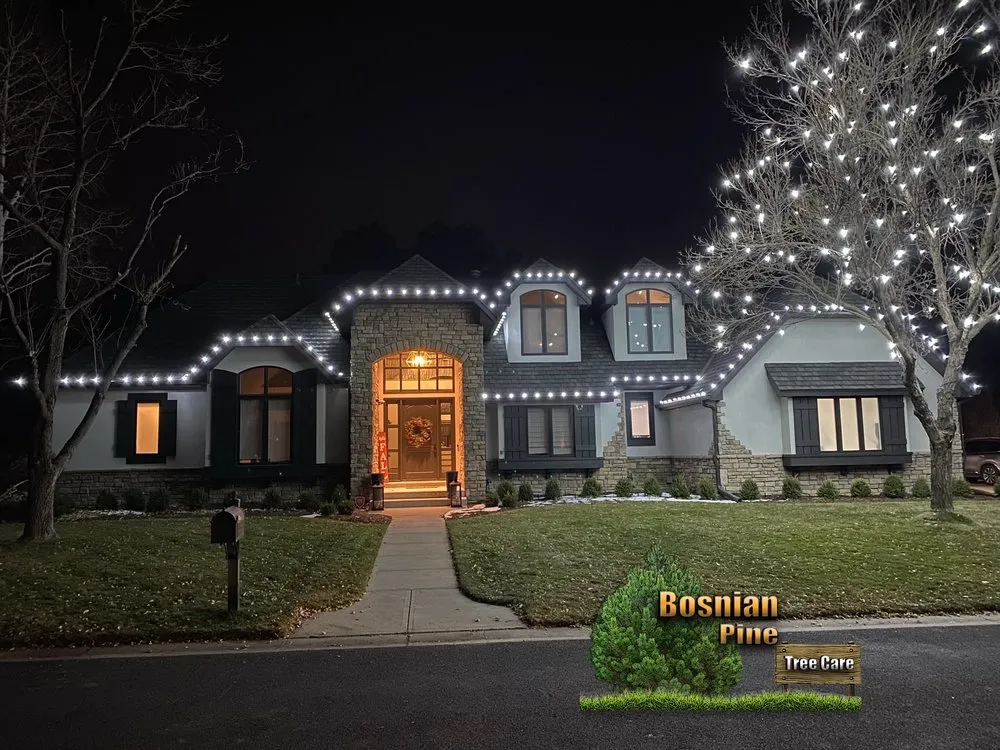 Reliable yard maintenance experts serving Denver, CO - Bosnian Pine Tree Care And Landscaping