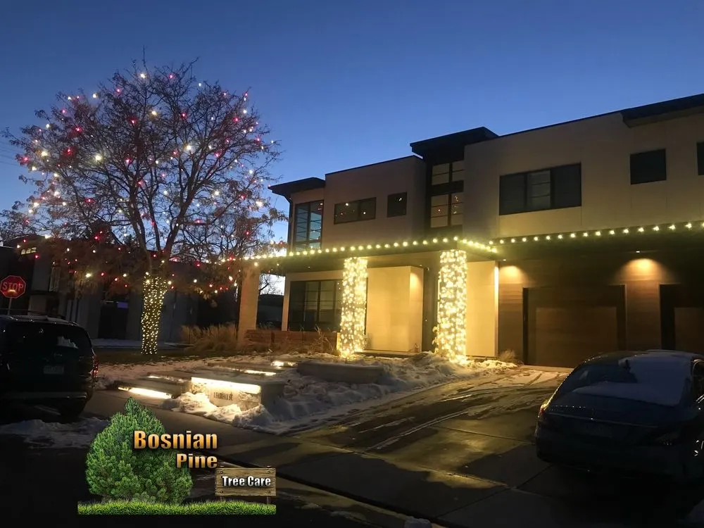 Local lawn care service experts serving Denver, CO - Bosnian Pine Tree Care And Landscaping