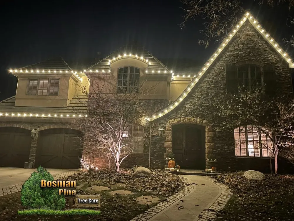 Reliable lawn care service near you across Denver, CO - Bosnian Pine Tree Care And Landscaping