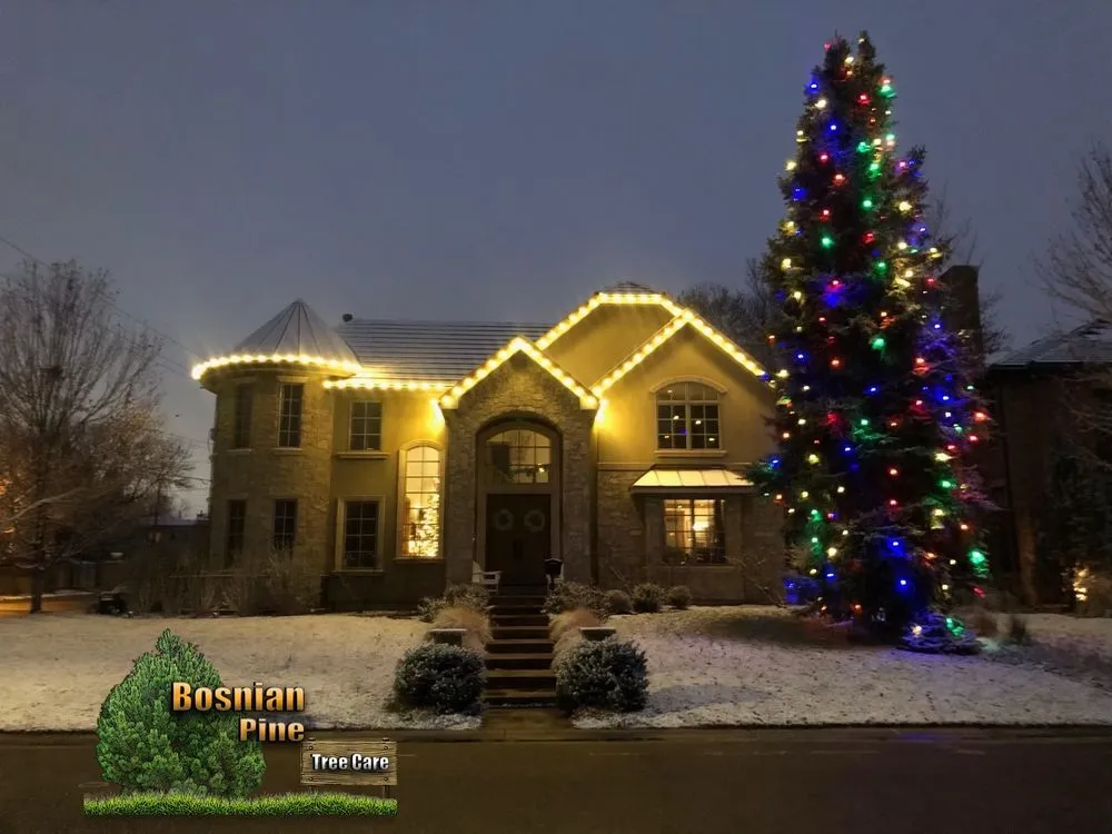 Expert yard cleanup service with custom design across Denver, CO - Bosnian Pine Tree Care And Landscaping