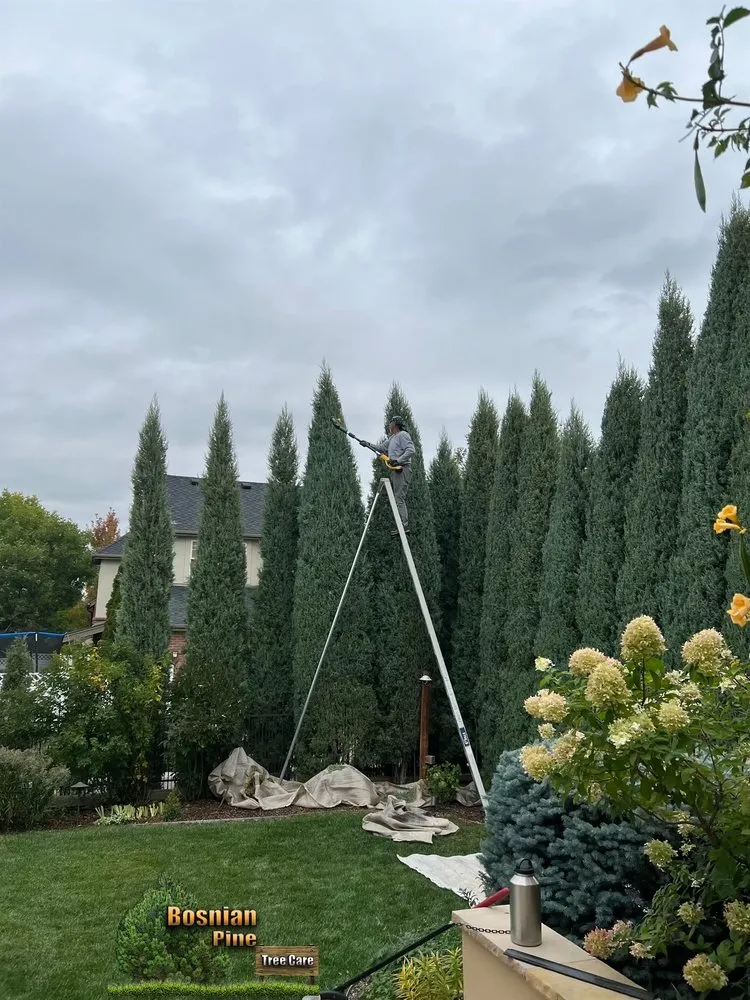 Reliable yard maintenance experts serving Denver, CO - Bosnian Pine Tree Care And Landscaping