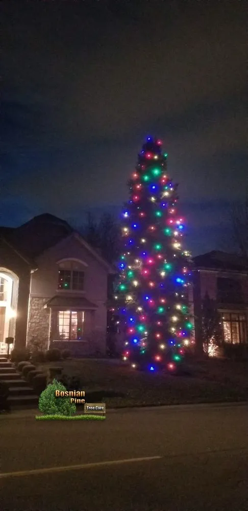 Trusted outdoor landscaping in Denver, CO - Bosnian Pine Tree Care And Landscaping